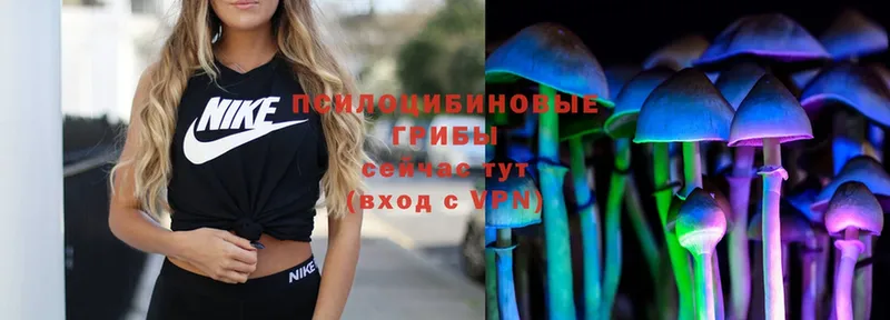 omg как зайти  Избербаш  Галлюциногенные грибы Psilocybe 